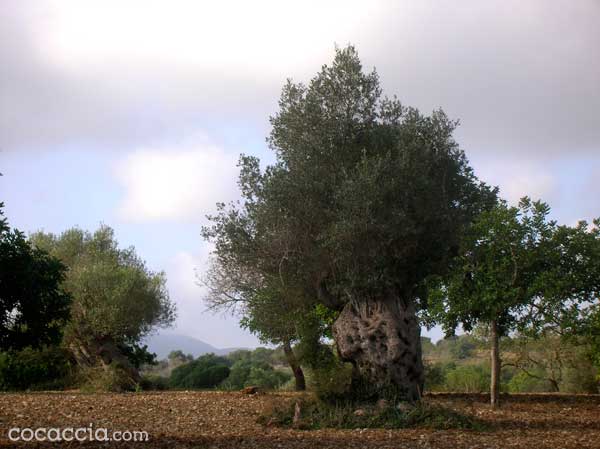 Mediterranean Olive Tree Under A clouded Sky